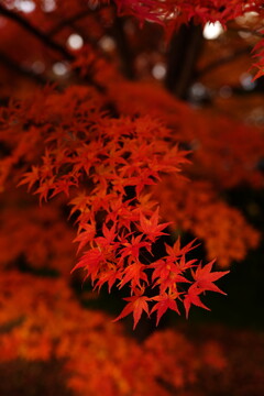 秋の河口湖にて 2025 7