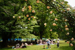 GWの代々木公園 5