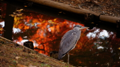 秋の新宿御苑にて 2025 4