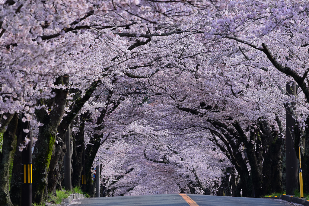 伊豆高原の桜道　２