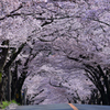 伊豆高原の桜道　２