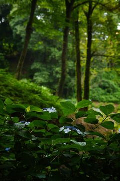 薬師池公園にて 紫陽花 4