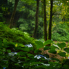 薬師池公園にて 紫陽花 4