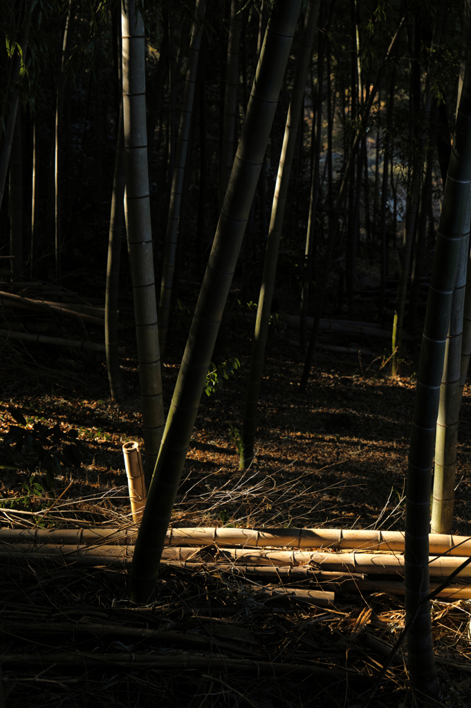 近所の竹林にて