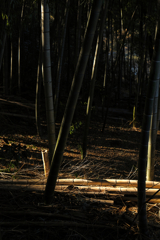 近所の竹林にて