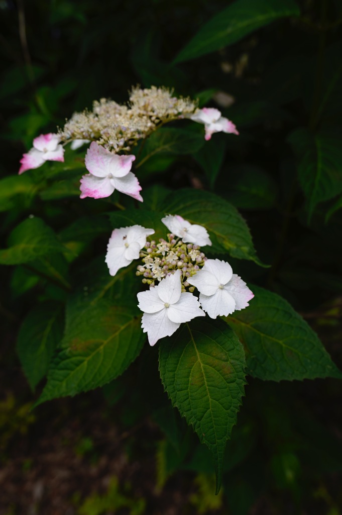 薬師池公園にて 紫陽花 2