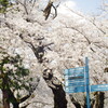 井の頭恩賜公園の桜 1