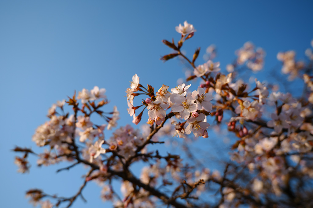 那須塩原の桜