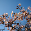 那須塩原の桜