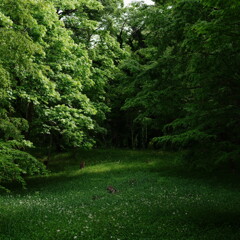 GWの代々木公園 6