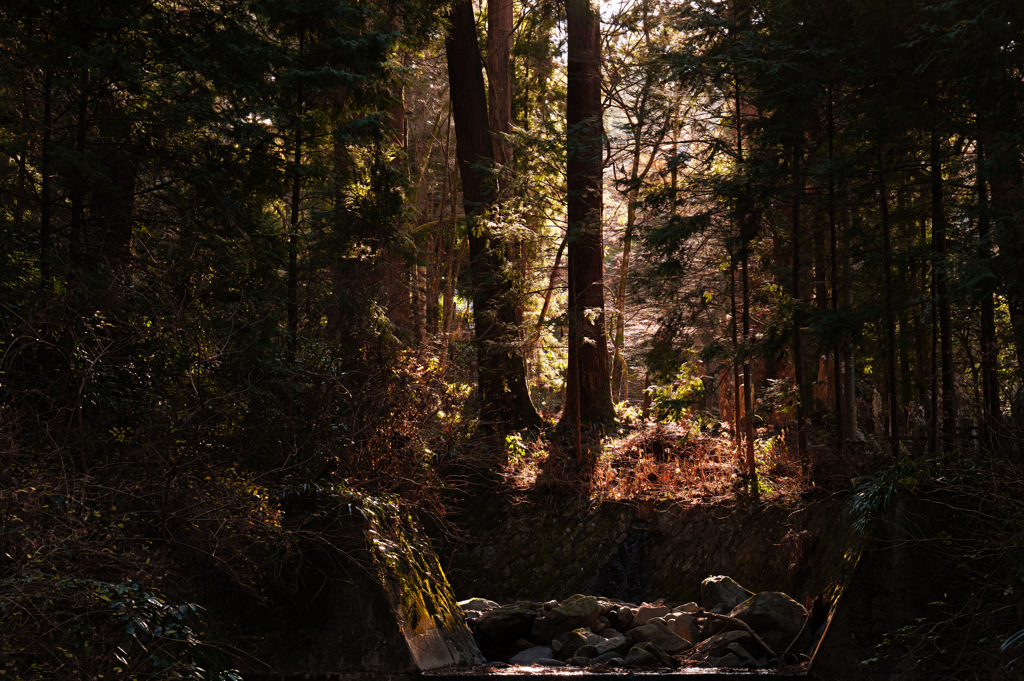 大雄山最乗寺にて 4