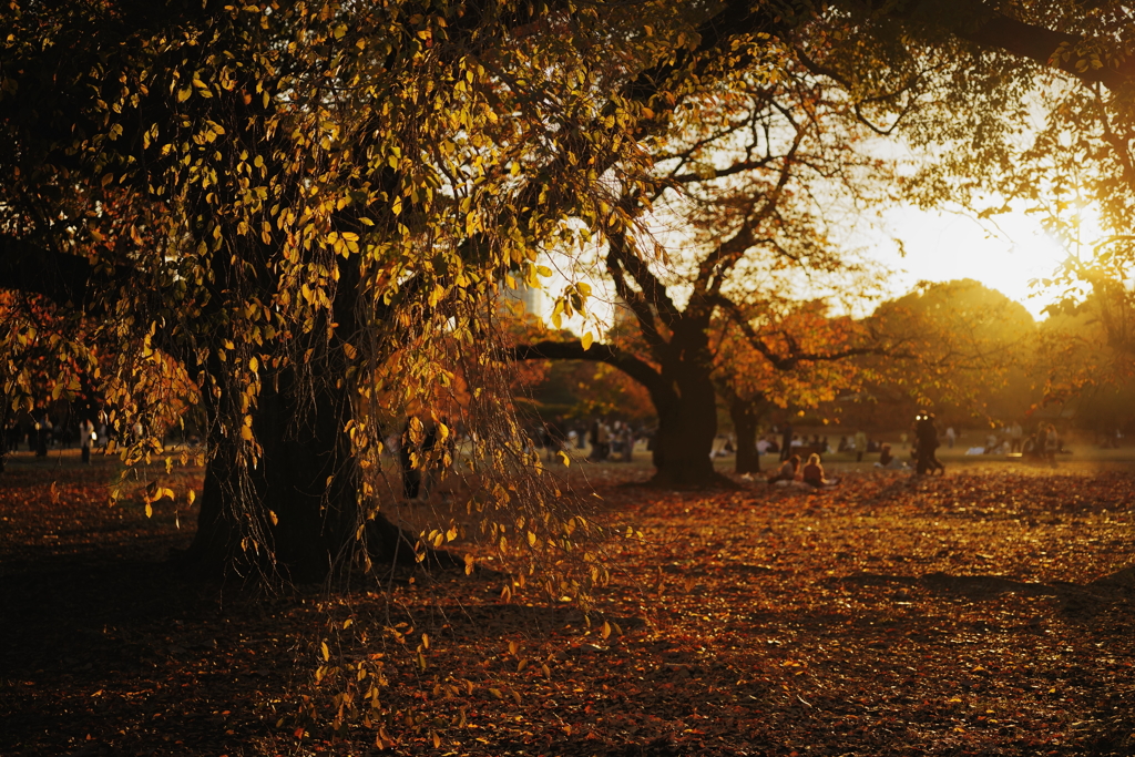 秋の新宿御苑にて 2025 6