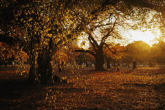 秋の新宿御苑にて 2025 6