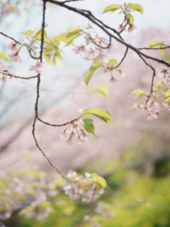 あぐりパーク嵯峨山苑にて 2025 2