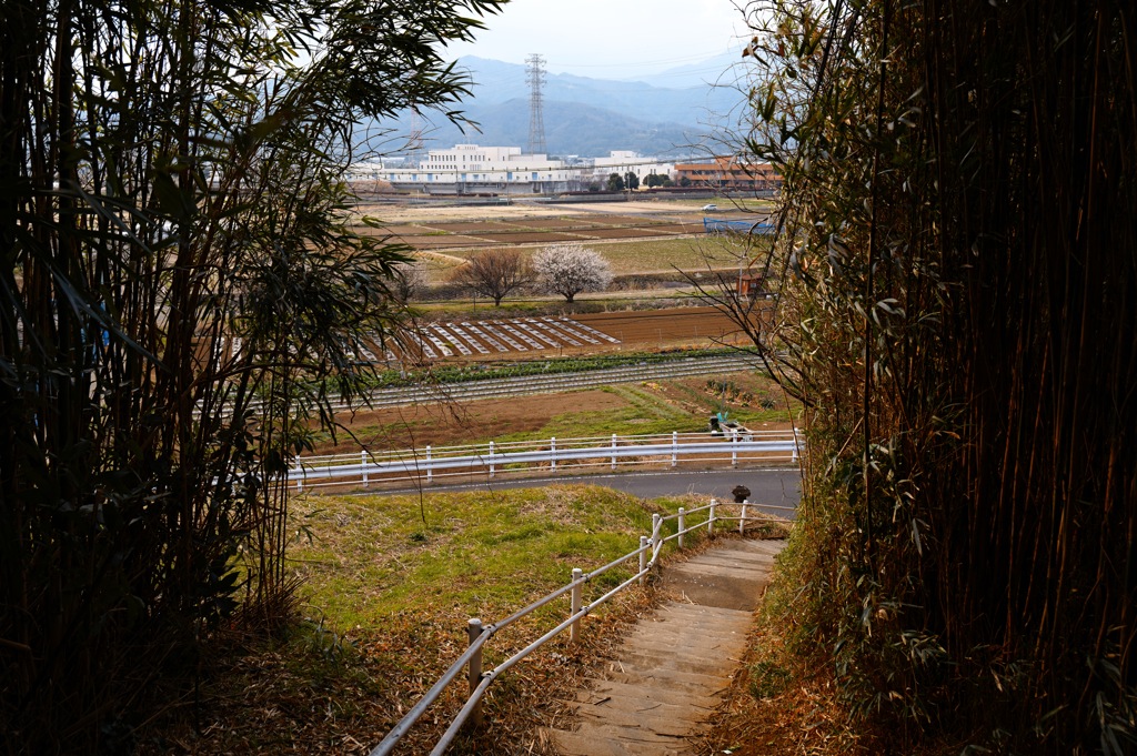 伊勢原にて　田園１