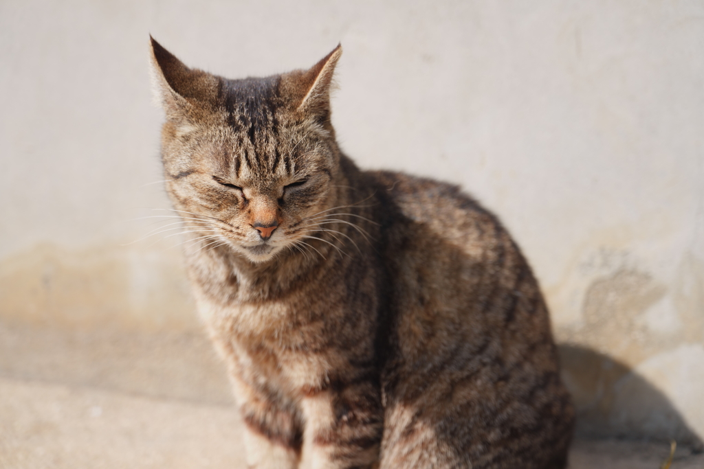 ねこ ポートレート 2