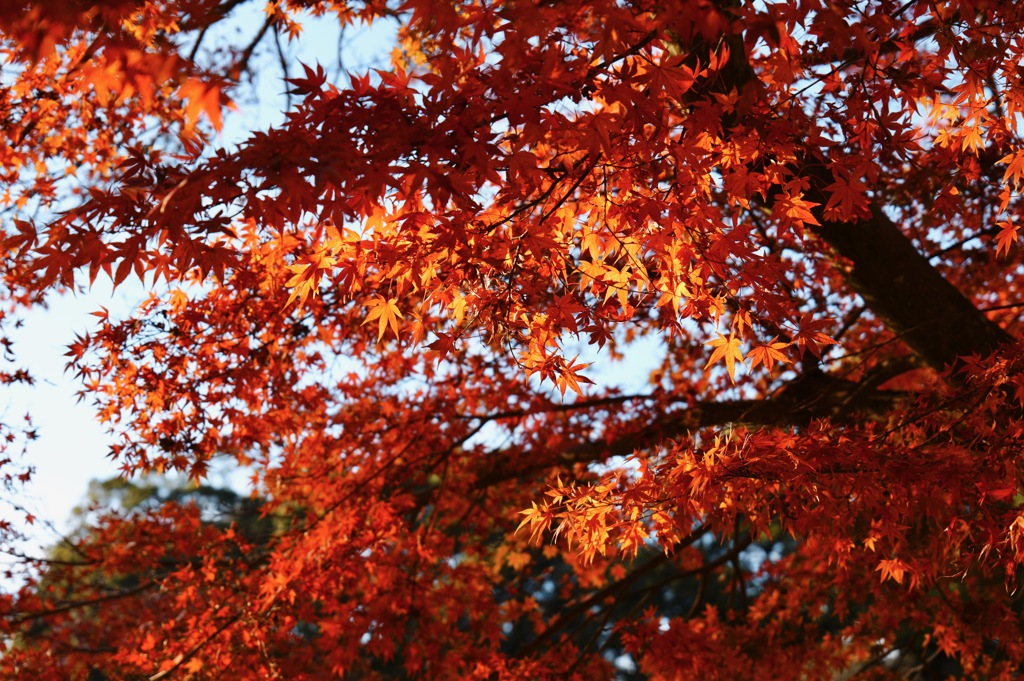 北鎌倉・円覚寺にて 紅葉4