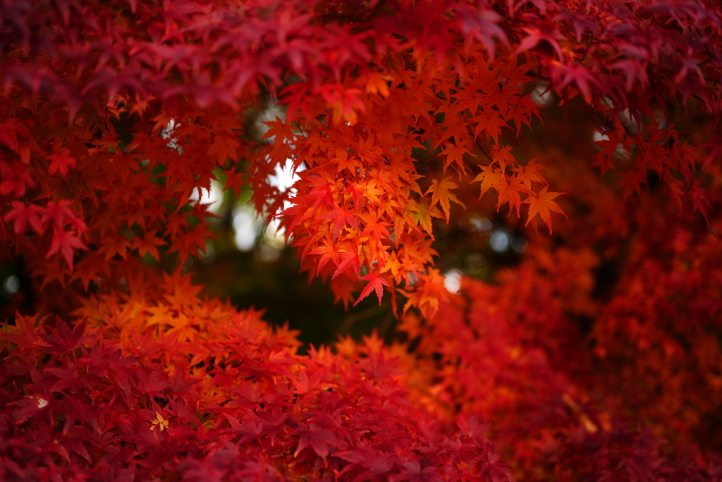 秋の河口湖にて 2025 8