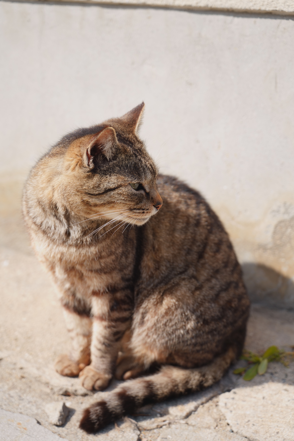 ねこ ポートレート 1