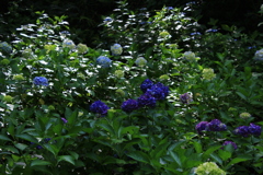 紫陽花