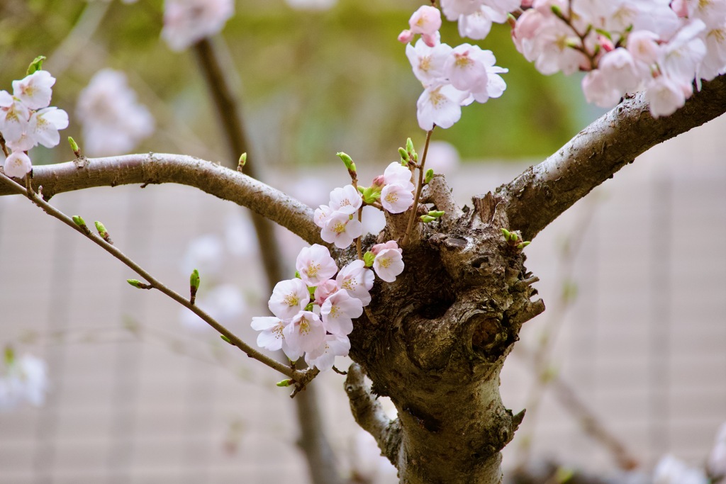 近所に咲く花々　１