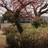 湘南・二宮にて スナップ 2