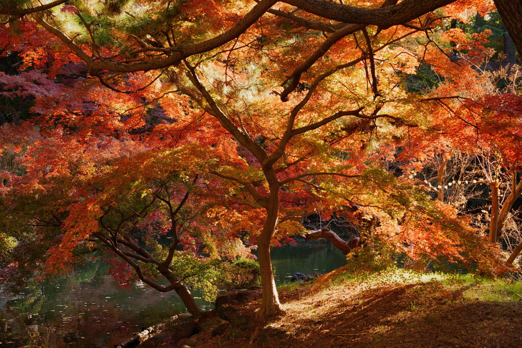 秋の新宿御苑にて 2025 3