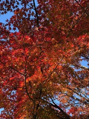 紅葉 1