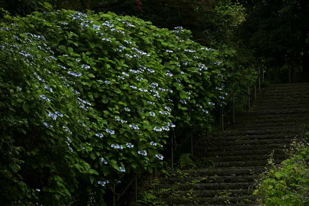 紫陽花 2