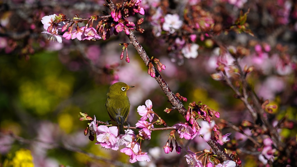 河津桜とメジロ