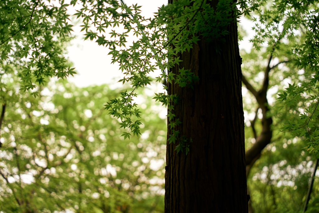 北の丸公園にて