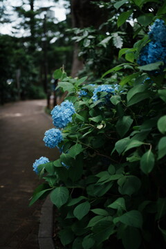 明治神宮外苑の紫陽花