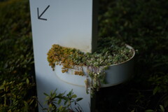 散歩スナップ 51