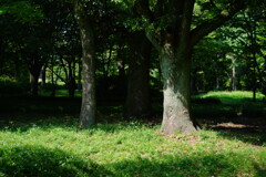 北の丸公園にて 2025 1