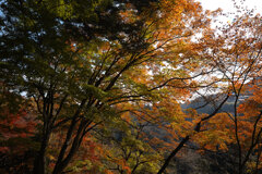 秋の御岳山にて 1