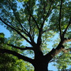武蔵小山 林試の森公園にて 2