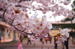 母校の桜