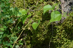 苔4
