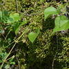 苔4