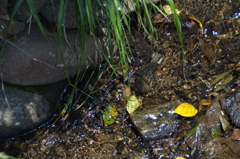川の流れ