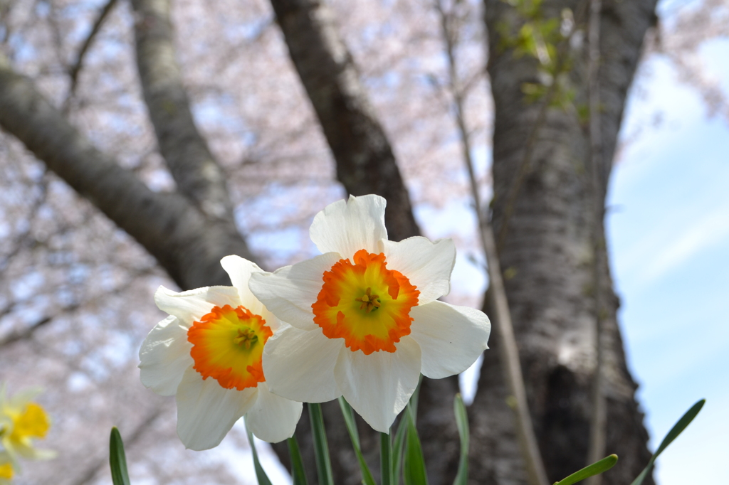 花と華