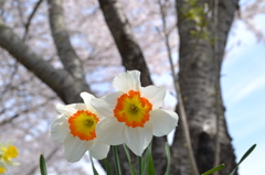 花と華