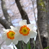 花と華