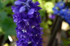 白き花