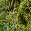 苔5