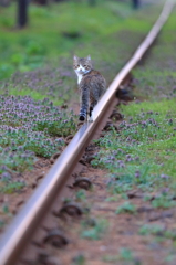 「津軽鉄道の1日...」