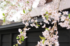 武家屋敷を飾る桜
