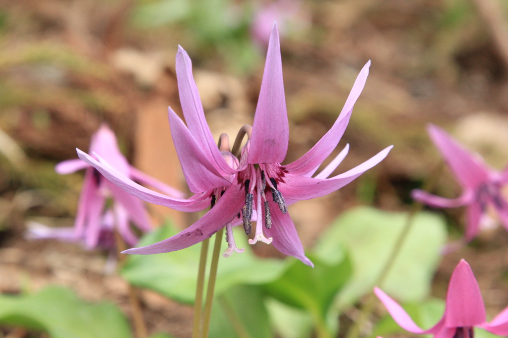 俯くかたくりの花