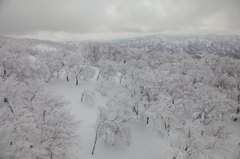 雪上遊泳