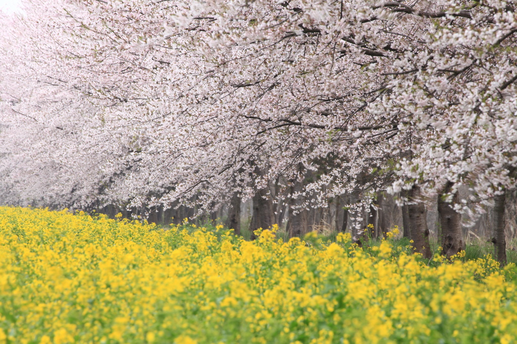 桜菜の花